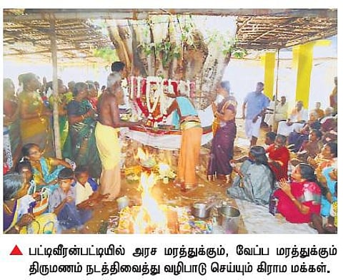 உலகில் அமைதி ஏற்பட மரங்களுக்கு திருமணம்: 33 ஆண்டாக கோயில் விழாவில் விநோத வழிபாடு