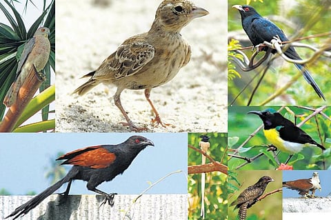 பறவைகளைப் பின்தொடர்ந்த நாட்கள்!