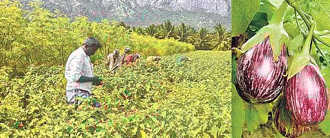 சொட்டு நீரிலும் ஜொலிக்கும் கத்திரி விவசாயம்