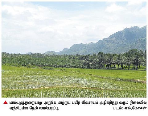 கன்னியாகுமரியில் நெல் விவசாயம் 5 ஆண்டுகளில் 1000 ஹெக்டேராக குறையும் அபாயம்