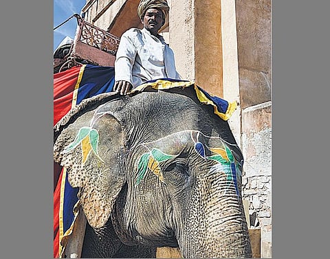 இந்தியா என்கிற யானை