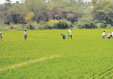 பயிர் கடன்களுக்கான வட்டி மானியம் பெற காலக்கெடுவை நீட்டித்து ரிசர்வ் வங்கி உத்தரவு