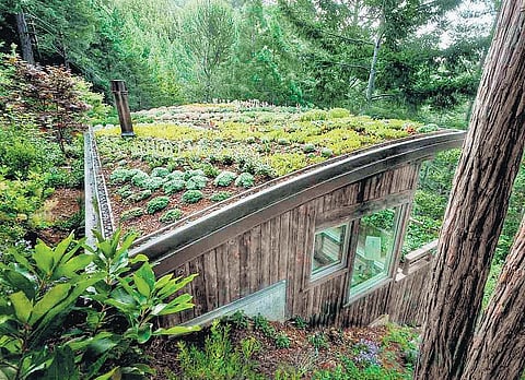 அழகு தரும் பசுமைக் கூரை