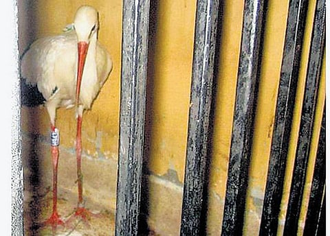 அறிவியல் அறிவோம்- 19: ஆப்பிரிக்க ஈட்டியோடு ஐரோப்பாவில் பறந்த நாரை!