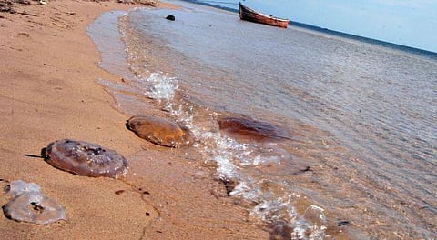 தனுஷ்கோடி கடற்கரையில் ஜெல்லி மீன்களால் சுற்றுலாப் பயணிகளுக்கு ஆபத்து: கடலில் குளிக்க தடை விதிக்கப்படுமா?