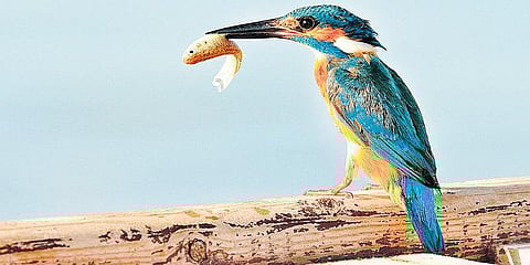 அறிவியல் அறிவோம்- 20: கணக்குப் போட்டுத்தான் இரையைத் தேடுகிறோமா?