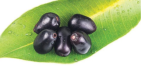 குழந்தைப் பாடல்: நாவல் பழம்