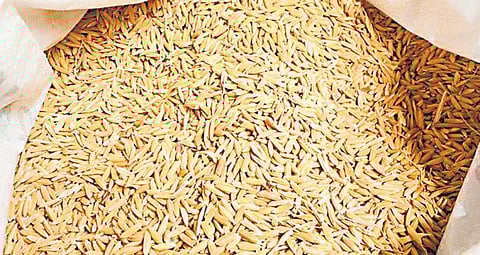 நம் நெல் அறிவோம்: நேரடி விதைப்புக்கு உவர்முண்டான்