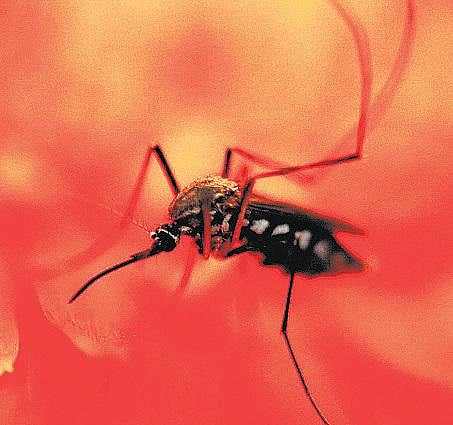 கொசுக்களுக்கு ரத்தப் பிரிவு உண்டா?