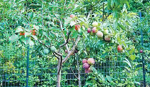 ஒரே மரத்தில் 40 வகை பழங்கள்: அமெரிக்க விஞ்ஞானி சாதனை