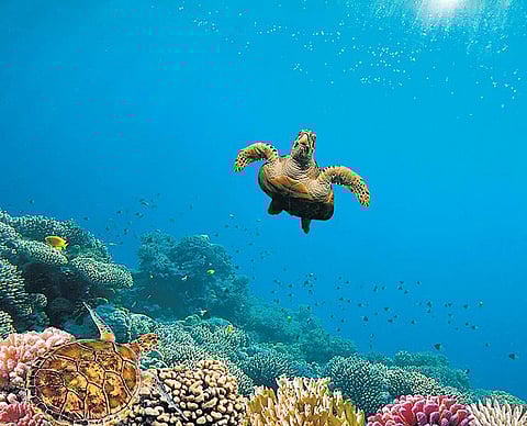 கடலுக்குள் ஆஹா அதிசயங்கள்