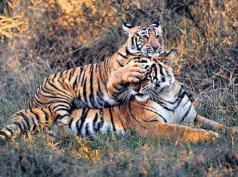 காணாமல் போகும் உறுமல்