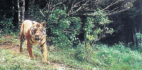 புலிகளை பாதுகாத்தால் நீர்வளம், மழையளவு அதிகரிக்கும் - வன ஆர்வலர்கள் தகவல்