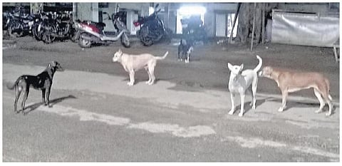 குப்பை அள்ள பயன்படுத்தப்படும் நாய் பிடிக்கும் வாகனம்: விருதுநகரில் தெரு நாய்கள் அதிகரிப்பால் மக்கள் அவதி