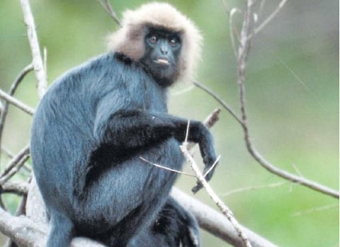 உலகளவில் தென்னிந்தியாவில் மட்டுமே காணப்படும் கருமந்தி குரங்குகள்: வேகமாக அழிவதாக இயற்கை பாதுகாப்பு அமைப்பு எச்சரிக்கை