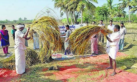 நம் நெல் அறிவோம்: மல்யுத்த வீரர்கள் உண்ட மிளகு சம்பா