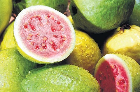 நலம் பல தரும் கொய்யாப்பழம்