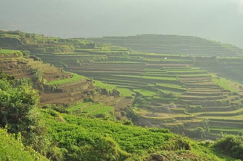 எங்களோட காட்டை எங்ககிட்ட கொடுங்க!