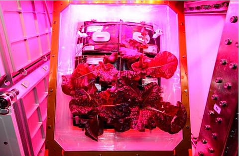 விண்வெளியில் விளைந்த கீரையை சுவைக்க போகும் நாசா விஞ்ஞானிகள்