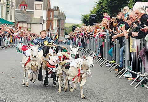 உலக மசாலா: ஆடுகளின் ஓட்டப் பந்தயம்