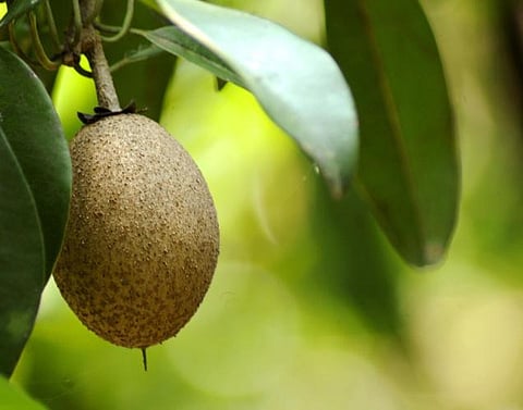 ஆழ்ந்த உறக்கத்துக்கு சப்போட்டா சாப்பிடுங்கள்