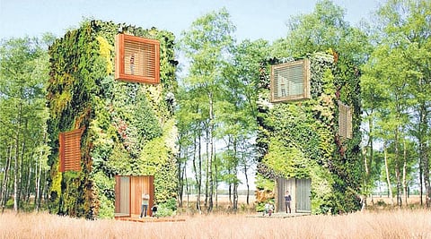 மரம் போன்ற வீடுகள்