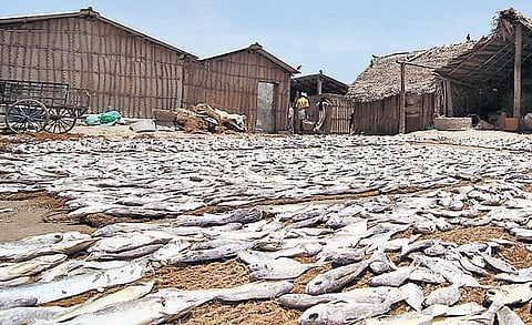 உணவுக் கலாச்சார மாற்றத்தால் மவுசு குறைந்த கருவாடு: வருமானமின்றி மாற்றுத்தொழிலுக்கு மாறும் வியாபாரிகள்