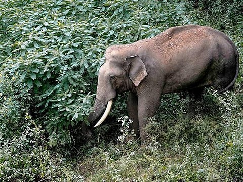 தனக்கு மருத்துவம் கிடைத்த கிராமத்தை விட்டு பிரியாத காட்டு யானை