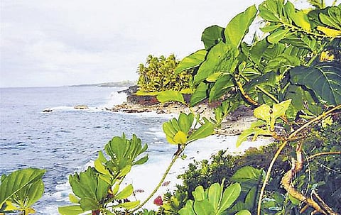 மருத்துவகுணம் அதிகம் நிறைந்த நோனி பழங்கள்: ராமநாதபுரம் விவசாயி சாகுபடி செய்து சாதனை