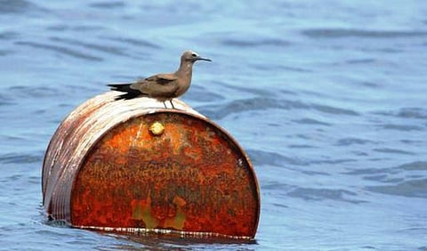 உலகின் 90% கடற்பறவைகள் வயிற்றுக்குள் பிளாஸ்டிக்: ஆய்வில் அதிர்ச்சி