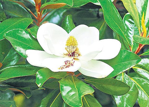 ஏற்காட்டின் பசுமை அற்புதங்கள்