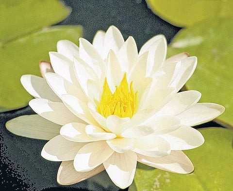 மனவலிமை பெற மருத்துவ மூலிகைகள்