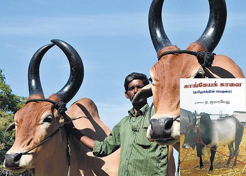 தமிழகப் பண்பாட்டில் காங்கேயக் காளைகள்