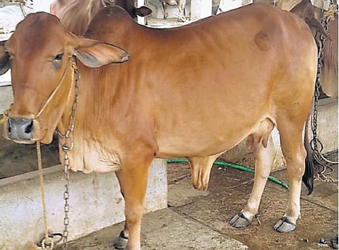 காரைக்குடி அரசு கால்நடைப் பண்ணையில் குறைந்த தீவனத்தில் அதிக பால் தரும் பஞ்சாப், ஹரியாணாவின் ஷாகிவால் நாட்டு பசு மாடுகள்