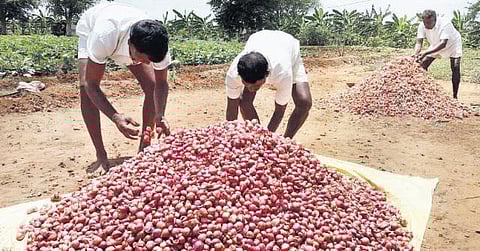 திருச்சி மத்திய சிறை வளாகத்தில் வெங்காய உற்பத்தியில் லாபம் ஈட்டும் கைதிகள்: விலை உயர்ந்துள்ளதால் அறுவடை பணிகள் தீவிரம்