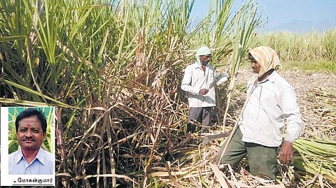 இயற்கை முறையில் புழு கட்டுப்பாடு- தேனி விவசாயி செய்யும் புதுமைக் கரும்பு சாகுபடி