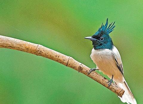 பேசும் படம்: வல்லூறைத் தேடி இரண்டு மாதம்