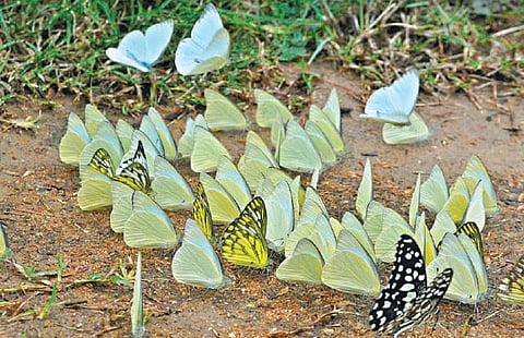 ஒரு கவிதையைப் பின்தொடர்வது