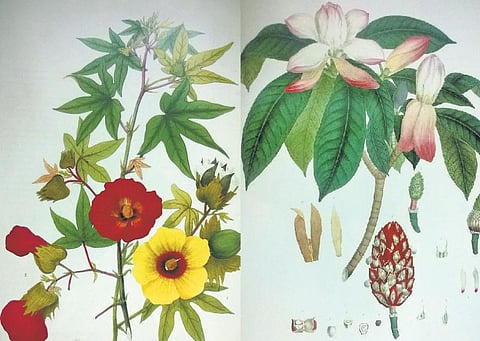 ஜொலிக்கும் வனவுயிர் வைரங்கள்