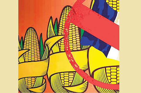 மரபணு மாற்ற உணவுக்கு முடிவு?