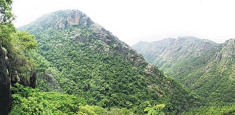 கிழக்கில் விரியும் கிளைகள் 2: உணவுத் தாவரங்கள்: பழங்குடிகள் தந்த கொடை- கொல்லி மலை