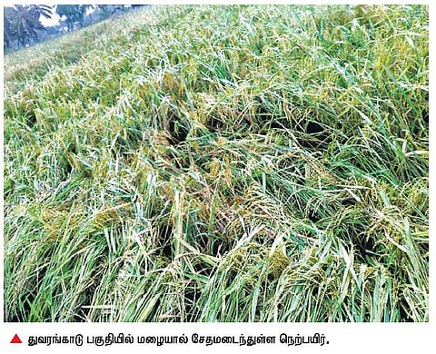 அறுவடை தொடங்கிய வேளையில் தொடர் மழையால் நெற்பயிர் சேதம்: கன்னியாகுமரி விவசாயிகள் கலக்கம்