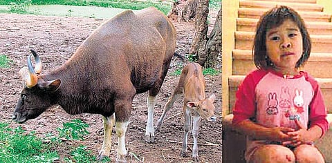 வாண்டு பாண்டு: அம்மாவுக்குத் தூது அனுப்பிய டயானா