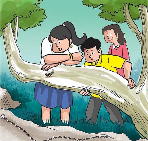 பசுமைப் பள்ளி - 4: எறும்பாசிரியர்கள்!