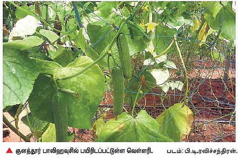இஸ்ரேல் தொழில்நுட்பம் மூலம் வெள்ளரி சாகுபடியில் விவசாயி சாதனை: தமிழகத்திலேயே அதிக விளைச்சல்
