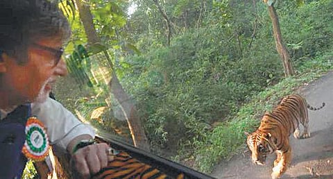 சஞ்சய் காந்தி தேசிய பூங்காவில் காரில் சென்ற அமிதாப்பை 4 கி.மீ. பின்தொடர்ந்த புலி