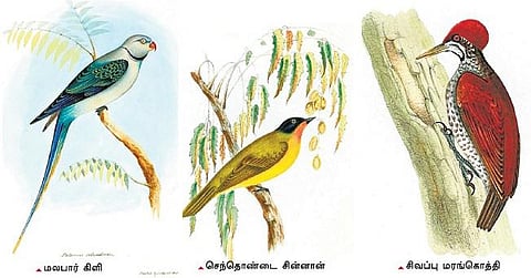 இந்தியப் பறவையியல் பிதாமகன் டி.சி.ஜெர்டான்