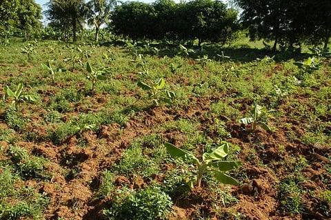 முன்னத்தி ஏர் 4 - மானாவாரியில் சாதித்த பெண் விவசாயி