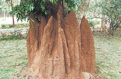 அறிவியல் அறிவோம் 24: கரையான் புற்றுக்குள் எப்படி ஏர்கண்டிஷன்?