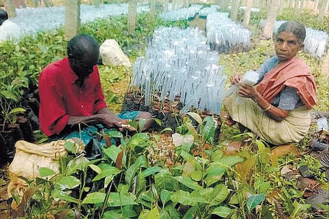 சேலம் கருமந்துறை பழப் பண்ணையில் ரூ.50 லட்சம் மதிப்பில் மரபணு வங்கி